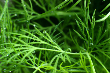 Fototapeta na wymiar green background, dill, dew drops, branches of dill, water droplets on the plant, fennel with drops of dew
