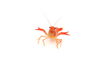red Crayfish on isolated