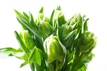 Parrot Tulips in front of white