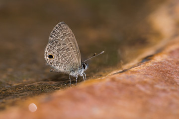 beautiful butterfly