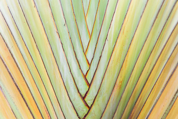 Texture of tree bark. Palm tree. Background. Pattern of tropical Palm trunk. Traveller's- tree , Ravenala madagascariensis Palm use for background. Banana tree texture and background