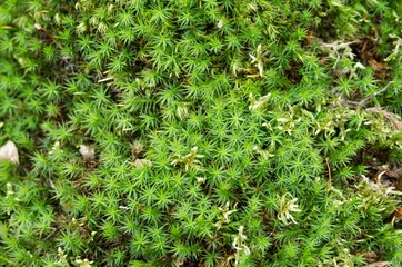 fresh moss in nature