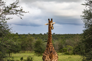 Fototapeta premium Giraffe in africa wilderness