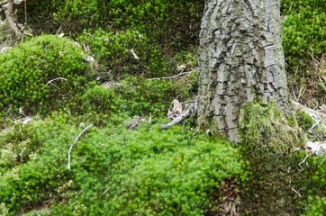 fresh moss in nature