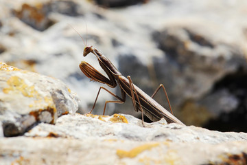 A mantis in mountains