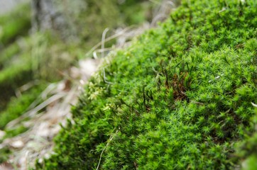 fresh moss in spring