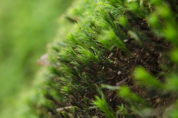 fresh moss in spring