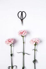Flowers on white background. Flat lay, top view