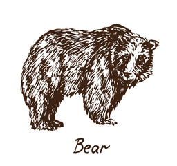 Fototapeta na wymiar Bear standing, with inscription, hand drawn doodle, sketch in pop art style, vector illustration