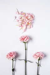 Flowers on white background. Flat lay, top view