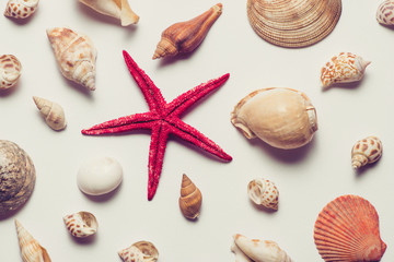 Seashells and starfish on a white background. 
