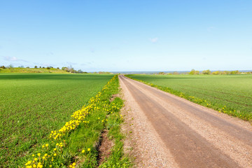 Dirt road to the horizon over the fields