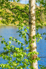 Birch tree just unfolded leaves on the branches