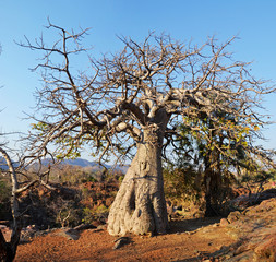 Baobab in Epupa Waterfall