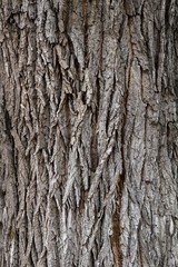 Tree bark