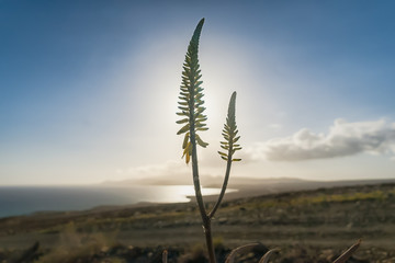 Naturreine Aloe Vera Blüte aus Fuerteventura im Gegenlicht der untergehenden Sonne bei Punta...