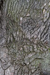 Tree bark