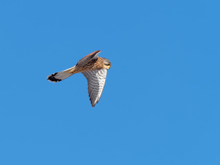 Kestrel watching for mouse ( Falco tinnunculus )