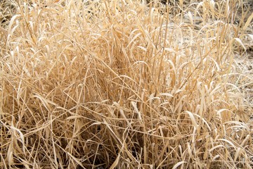 dry grass