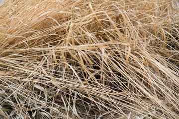 dry grass