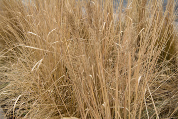 dry grass