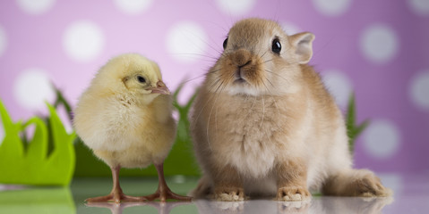 Happy Easter, Chick in bunny