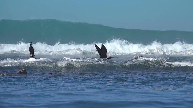 Mer cormorans grosse vague danger