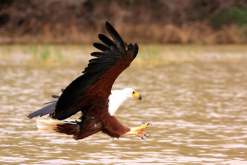 Aigle Pêcheur en action