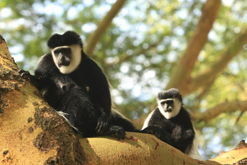 Singe Colobe au centre Elsamere