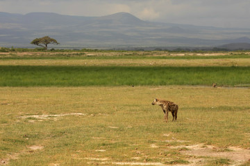 Hyènes à Amboseli (Kenya)