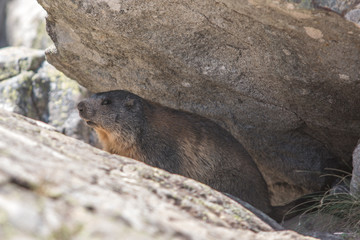 Marmotte