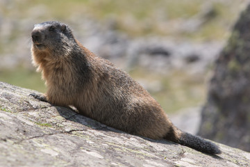 Marmotte