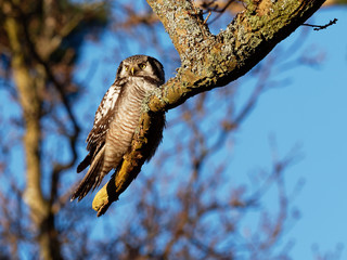 Hawk Owl resting on a branch in the forest - Surnia ulula