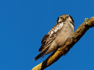 Hawk Owl resting on a branch in the forest - Surnia ulula
