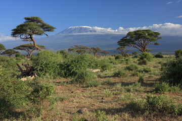 Fototapeta premium Kilimandjaro