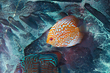 Aquarium fish discus in orange color from Amazon river basin in South America.