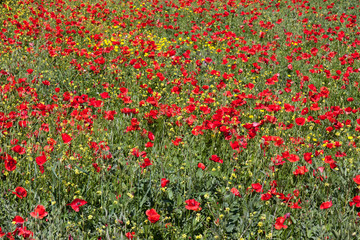 Coquelicots au Maroc