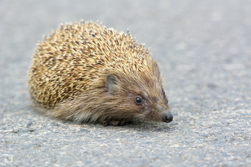 Cute hedgehog trying to pass through the street.