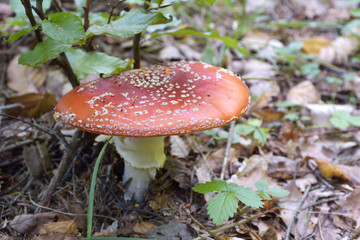 Red Amanita, Poisonous Organism, close up shot