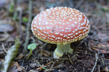 Red mushroom / toadstool in the forest