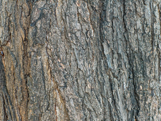 Bark of tree pattern