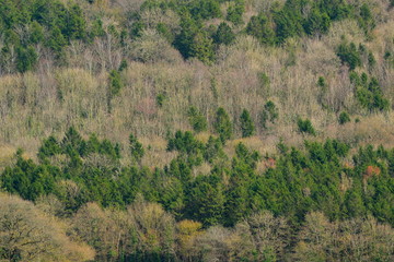 Forest in Blackdown Hill, Devon