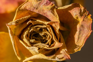 Dried rose flower in orange.