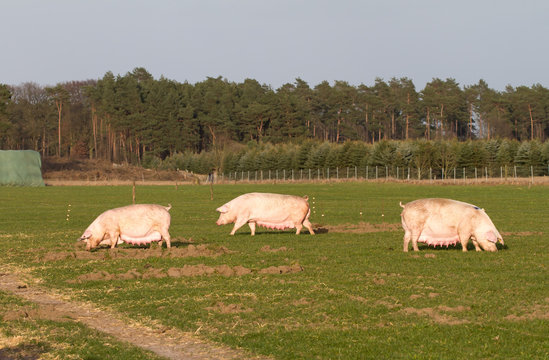 Drei gro&szlig;e Zuchtsauen auf gr&uuml;ner Wiese