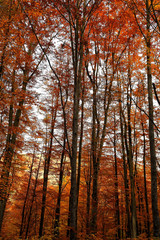 Fototapeta premium Colorful autumn trees in forest