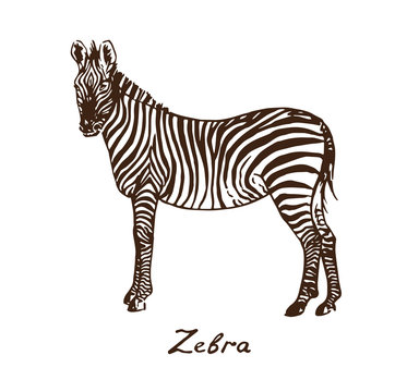 Zebra standing, with inscription, hand drawn doodle, sketch in pop art style, vector illustration