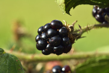 Huge torn-free blackberries begin to ripen