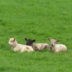 Group of young lambs on a farmland in Devon