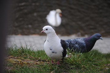 pigeon