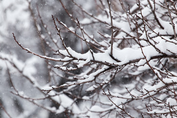 snow on the branches of a tree in nature